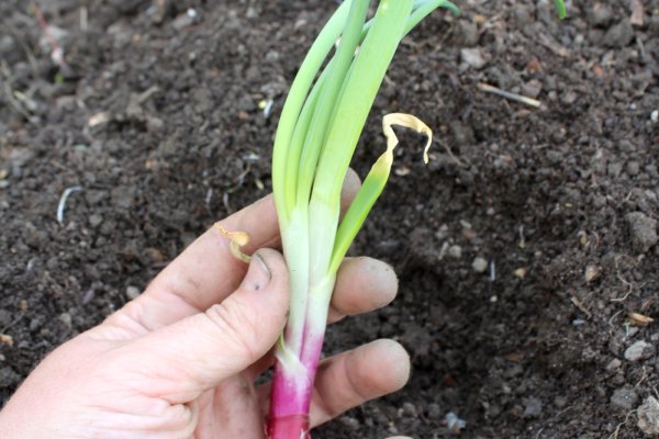 Onion сайт кракен